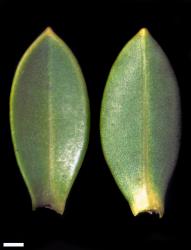 Veronica topiaria. Leaf surfaces, adaxial (left) and abaxial (right). Scale = 1 mm.
 Image: W.M. Malcolm © Te Papa CC-BY-NC 3.0 NZ